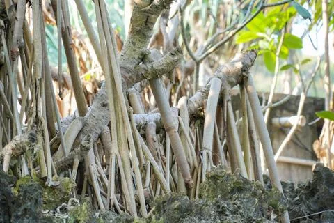 Pandanus tree roots intertwining over rocky coastal ground. Foto stock