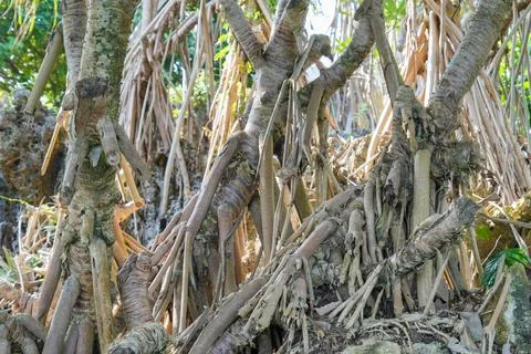 Pandanus tree roots intertwining over rocky coastal ground. Stock Photos