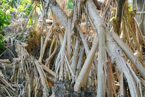 Pandanus tree roots intertwining over rocky coastal ground. Foto stock