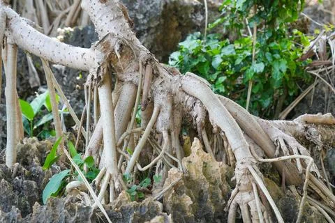 Pandanus tree roots intertwining over rocky coastal ground. Stock Photos