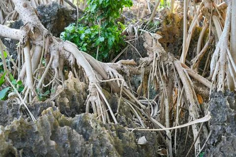Pandanus tree roots intertwining over rocky coastal ground. Stock Photos