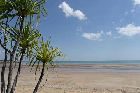 Pandanus trees on the beach Foto stock