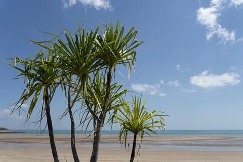 Pandanus trees on the beach Stock Photos