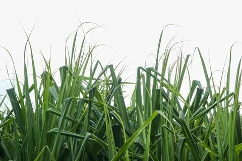 Pandanus trees leaf isolated on white Foto stock