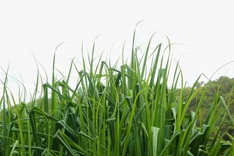 Pandanus trees leaf isolated on white Stockfoto's