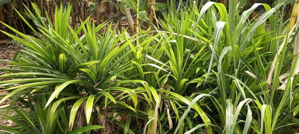 Pandanus trees 库存照片