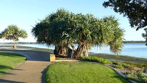 Pandanus Trees By The Water Stock Footage 76203486