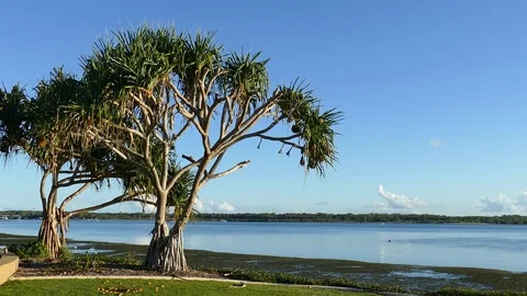 Pandanus Trees By The Water Stock-Footage 76203512
