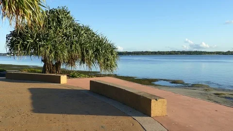 Pandanus Trees By The Water Stock-Footage 76203859