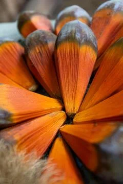 Pandanus Utilis fruit Stock Photos