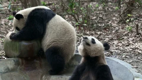 Pandas bathing time, two pandas full body side view. Stock Footage 152527789