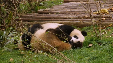 Panda's playing in the grass and rolling over. Stock Footage 109774778