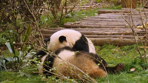 Panda's playing in the grass. Stock Footage 109776686
