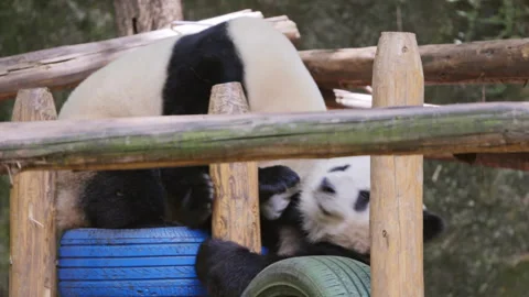 Pandas playing in a zoo Stock Footage 311050361