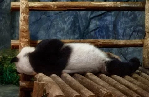 Pandas sleeping in the aviary Stock Photos