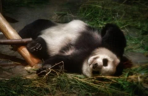 Pandas sleeping in the aviary Stock Photos