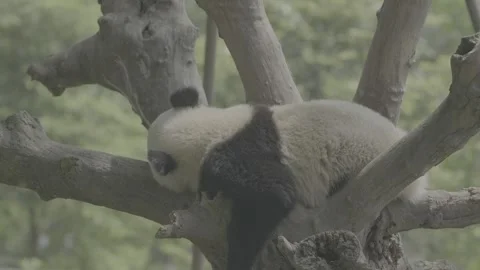 Pandas sleeping at the Giant Panda Breeding Research Base in Chengdu. Stock Footage 248587292
