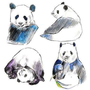 Pandasset Stock Illustration