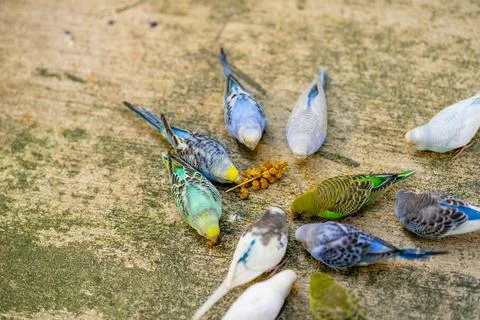 A Pandemonium of parakeets 스톡 사진