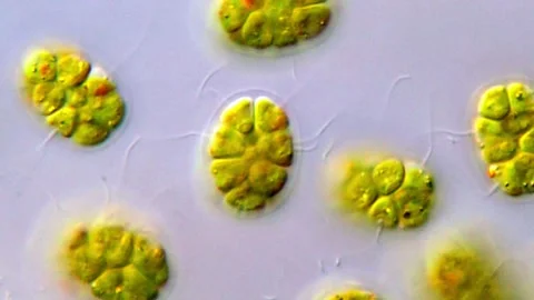 Pandorina algae under DIC microscope, green algae 1000x 스톡 동영상 317787503