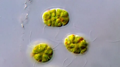 Pandorina algae under microscopy view, greenalgae 库存影片 317787435