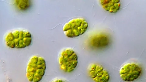 Pandorina green algae, DIC microscope view 1000x 스톡 동영상 317787555