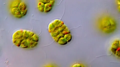 Pandorina green algae, Mircoscopic view 1000x 库存影片 317787583