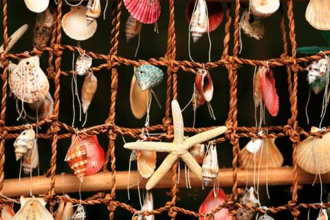 Panel of the shells of marine molluscs 写真素材