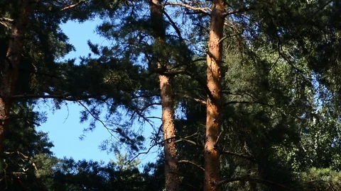 Panes in a windy summer day Stock Footage 81478846