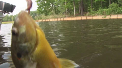 Panfish Fishing Shellcracker Stock Footage 1105483