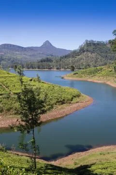 Pang ung , reflection of pine tree in a lake Foto stock