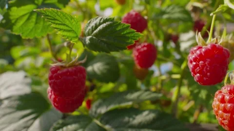 Pangarama picks a juicy raspberry on a branch at her summer cottage. Stock Footage 328093096