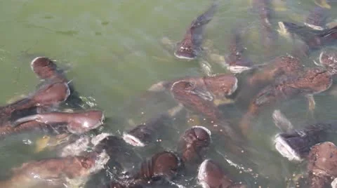 Pangasius fish in the pond Stock Footage 14200974