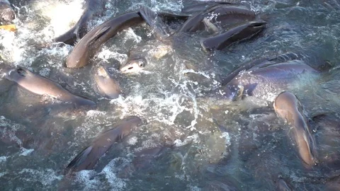 Pangasius in river. Stock Footage 89336153