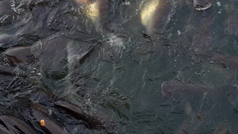 Pangasius in river. Stock Footage 91885837