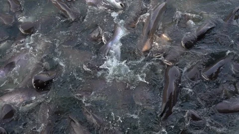 Pangasius in river. Stock Footage 92664742