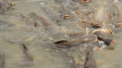 Pangasius Sutchi in river Stock Footage 33647490