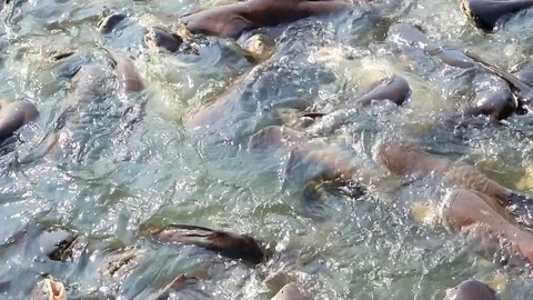 Pangasius  in water Stock Footage 79744423