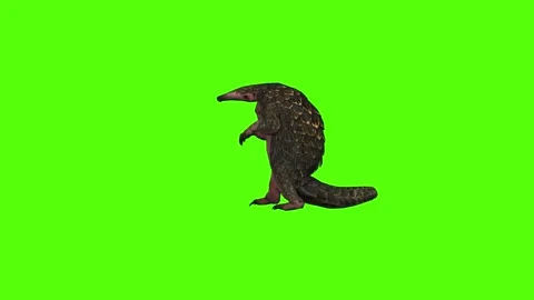 Pangolin Claws Attack Green Screen Animation 4k Rendering Video stock 294196589