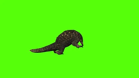 Pangolin Death Green Screen Animation 4k Rendering Stock-Footage 294196642