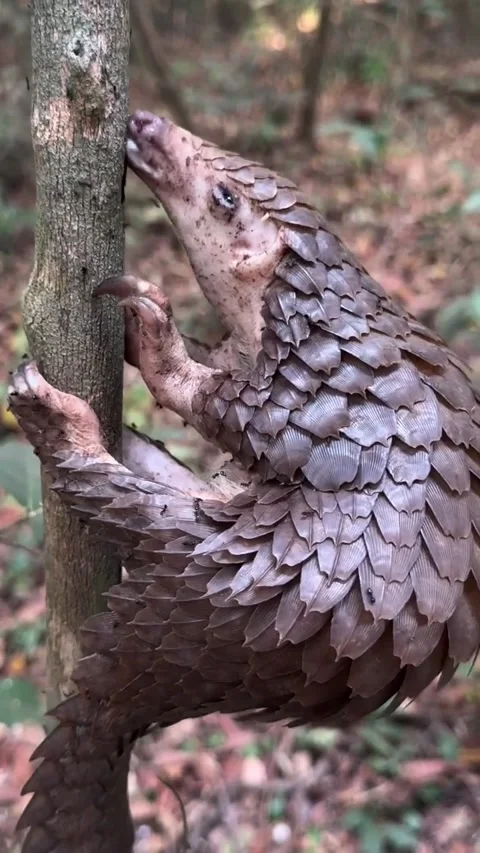 Pangolin Feeds On Tree Ants - 22 May 2025 Vídeo Stock 313355770