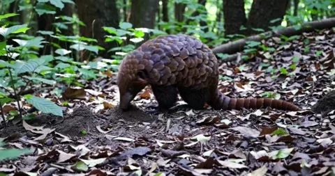 A pangolin has just found an ant nest. Stock Footage 314145602