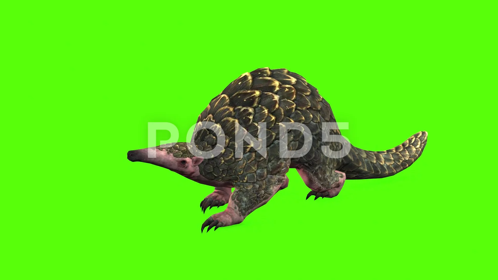 Indian Pangolin Stock Photos, Images & Pictures