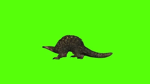 Pangolin Idle Green Screen Animation 4k Rendering Vidéo 294196241