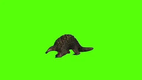 Pangolin Idle Green Screen Animation 4k Rendering Stock-Footage 294196242