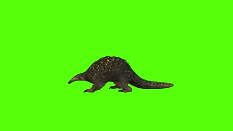 Pangolin Idle Green Screen Animation 4k Rendering Stock-Footage 294196278