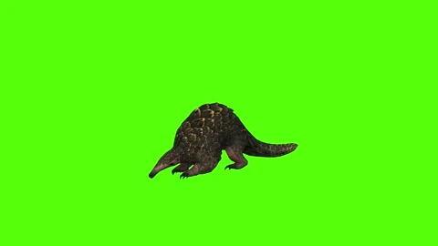 Pangolin Looking Around Green Screen Animation 4k Rendering 스톡 동영상 294196280
