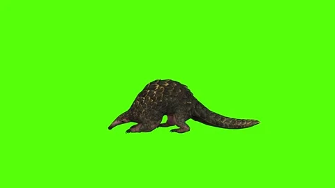 Pangolin Looking Around Green Screen Animation 4k Rendering Stock Footage 294196299