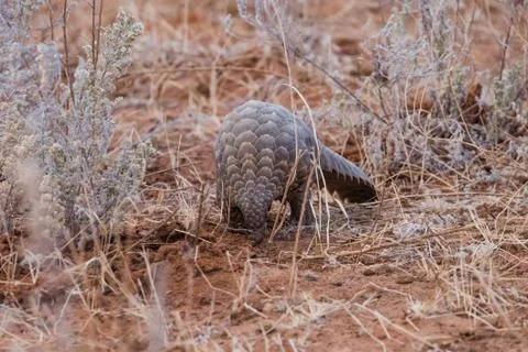 Pangolin Stock Photos