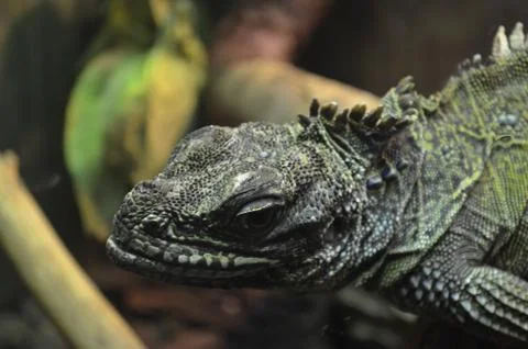 Pangolin Stock Photos